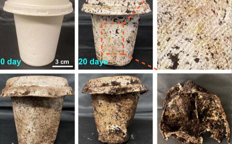 Einweggeschirr aus Bagasse und Bambus